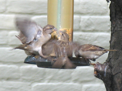 Birds of a feather fight together.