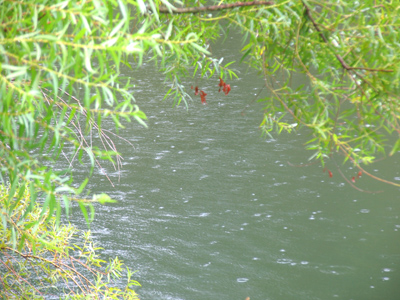 Due to the rain, all of today`s pictures were taken from inside my car.