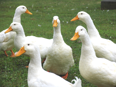 It was good weather for ducks.