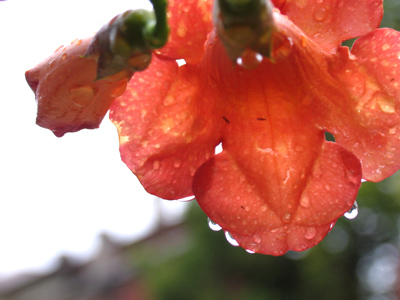 Rain can make photography more difficult - or more interesting.