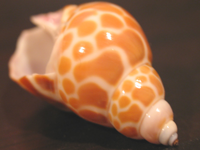 Edward Weston wants his seashells back.