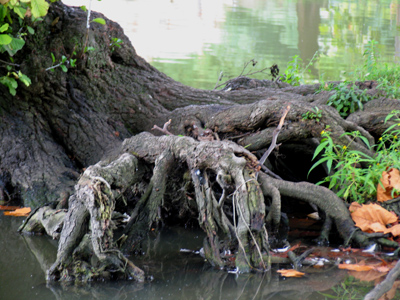 A mangrove tree in Dayton, Ohio?