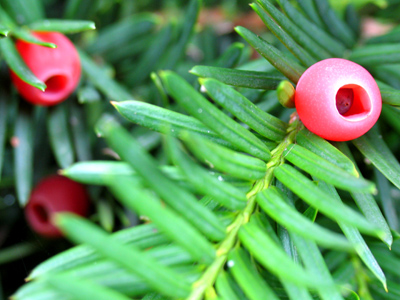 I recalled the way my hands got sticky after throwing these at people when I was little.