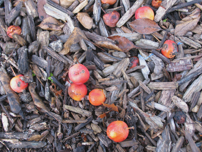 Putting berries on my bran cereal makes it taste better.