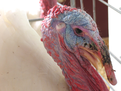 An obvious candidate for Botox therapy.