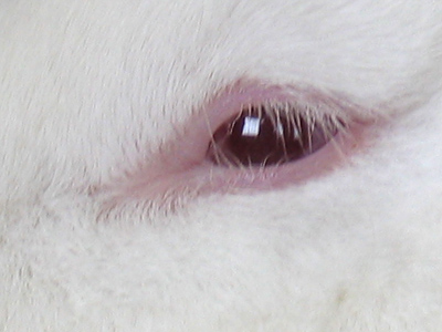 I came down with a pretty nasty case of pink eye.