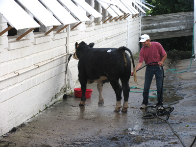 A clean cow is a happy cow.