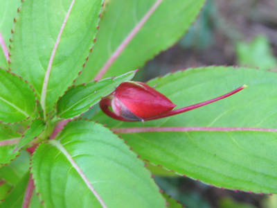 Last call for new buds.