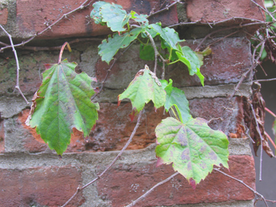 Part One of my fascinating photo essay, Bricks I Have Known.