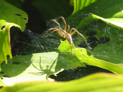 `Step into my parlor.`