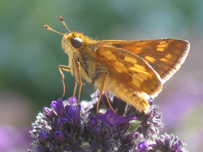 I don`t think I could possibly get much closer to this guy.