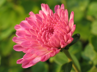 Rumors about the end of summer have been greatly exaggerated.