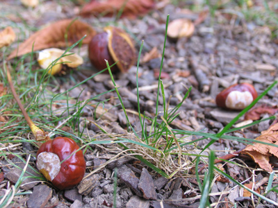 I like `em with chocolate and peanut butter fudge.