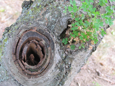 Step C:  Insert tree branch [Part 14] into receptacle [Part 22].