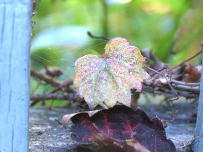 Tiny leaf, tiny life.