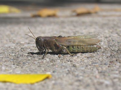 `Why not come and chat with me,` said the Grasshopper, `instead of toiling and moiling in that way?`