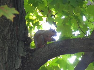 I`m just nuts about squirrels.