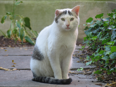 Can`t quite hear out of the right ear.