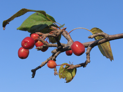 Suddenly the claw of a vengeful mutant berry tree descended from the sky.