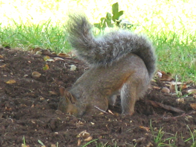 Storing and retrieving nuts is a whole lot easier thanks to the new global positioning system.