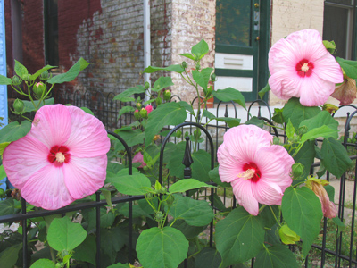 From water, sunlight and soil -- comes this.  Tell me how.