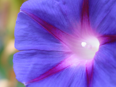  . . . grows up to be garish blue, purple and white.