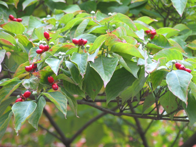 Berries:  a tree`s life insurance.