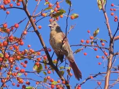 The female cardinal isn`t as hot-looking as the male.