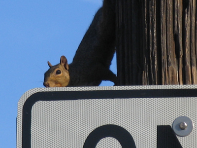 The sign should read Squirrel Crossing.