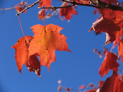 They go out in a blaze of glory.