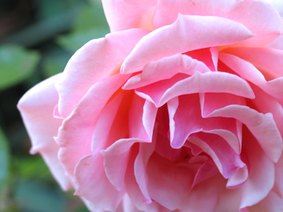 Feeling droopy about the arrival of fall.