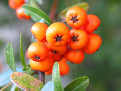 Today`s berries are kinda orangish red.