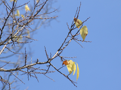 When yellow leaves, or none, or few, do hang Upon those boughs which shake against the cold.  WILLIAM SHAKESPEARE