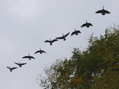 Honk if you`re against the war.