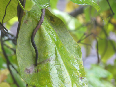 Same out-the-window tree as May 25 - just a different season.
