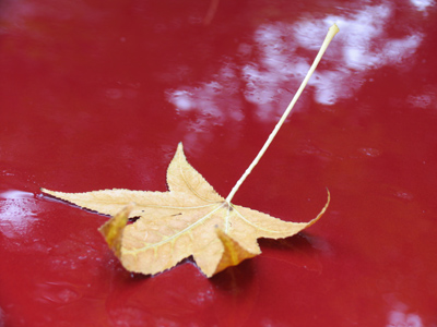 The hood of my car serves as a nice autumnal background.