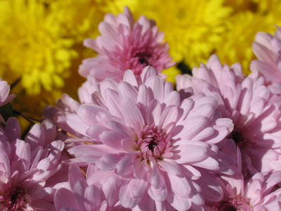 Wondering where all the bees have gone.