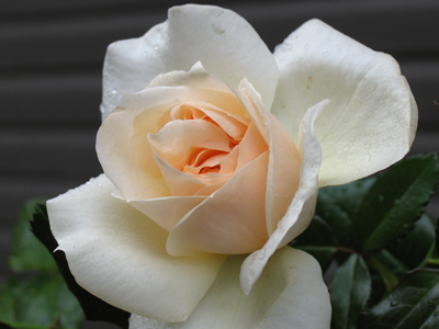 They don`t know when to quit.