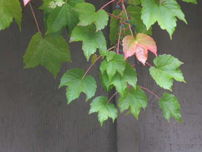 Eaves leaves.