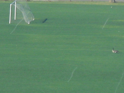 That goose isn`t allowed on the field.  The ref should call a fowl.