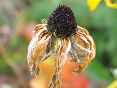 Susan has seen better days.