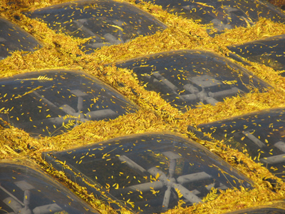 Who`s going to rake THAT?