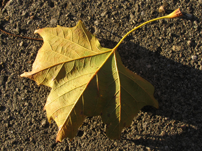 I like taking pictures of autumn leaves, but doing them one at a time might take a while.