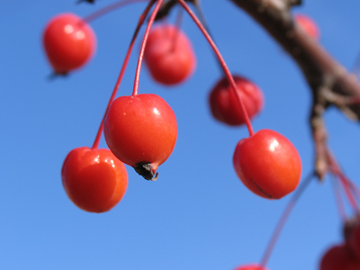 I haven`t shot any berries in a while.