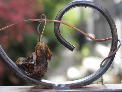 This fence will outlast this vine, but vines will still be around after fences are gone.