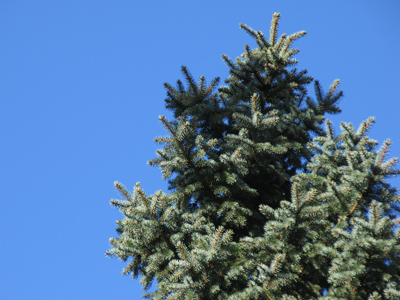 Clarence `Pine Top` Smith was an Alabama piano player who originated the `boogie-woogie` style of jazz.