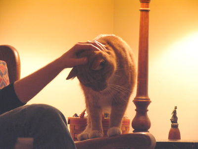 `Scratch me, or I`ll scratch you!`