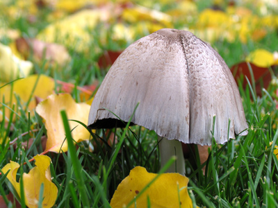 A toadstool that was really big enough for a toad to sit on.