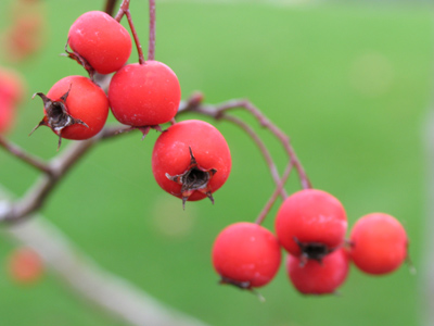 Conspicuously unnibbled by birds.