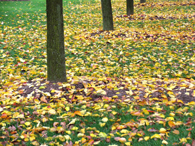 Order among disorder.